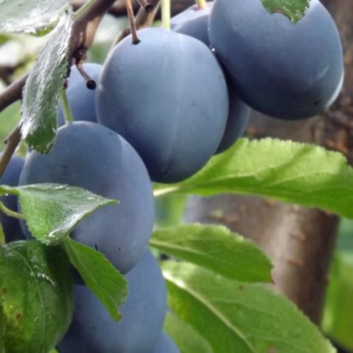 Plum Tired